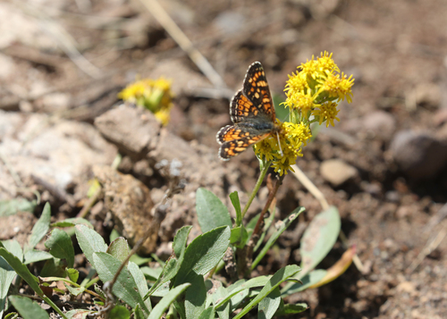 Phyciodes pulchella photographed on goldenrod