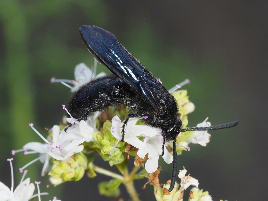 Scolia carbonaria