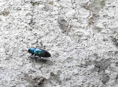 Chrysobothris sauteri