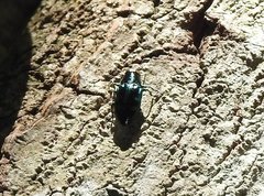 Chrysobothris sauteri