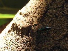 Chrysobothris sauteri