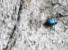 Chrysobothris sauteri