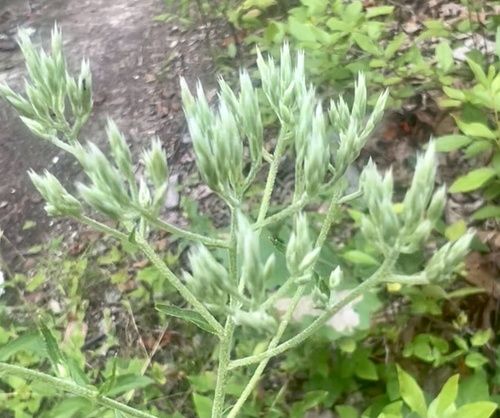 Image of White Boneset (Eupatorium album) by no rights reserved