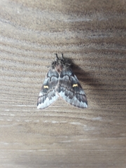 Ormiscodes amphimone