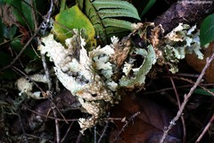 Lobaria pulmonaria