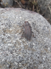 Ectinogonia buquetii