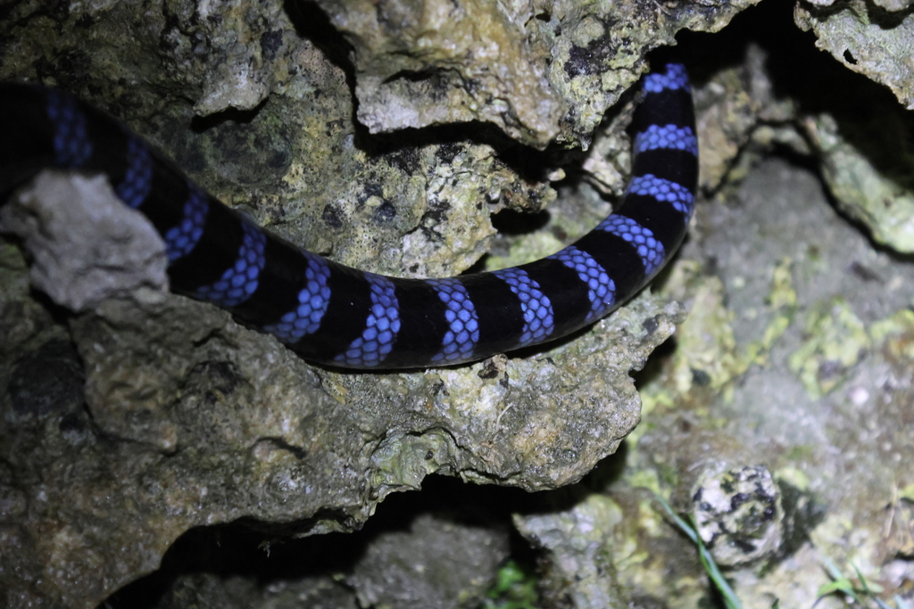 Blue-lipped sea krait resting in a dry rock crack