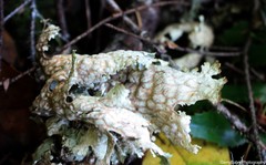 Lobaria pulmonaria