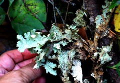 Lobaria pulmonaria