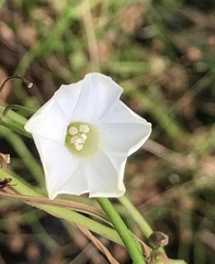 Distimake quinquefolius