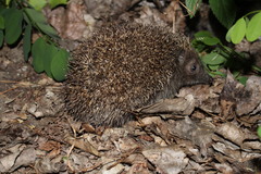 Erinaceus roumanicus