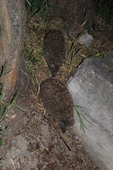 Erinaceus roumanicus