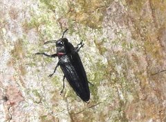 Actenodini