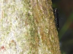 Actenodini