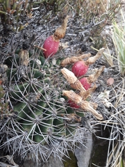 Eriosyce curvispina