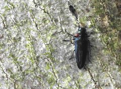 Actenodini