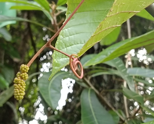 Red-stemmed Wild Grape-Vine (Ampelocissus indica)