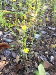 Hesperolinon breweri