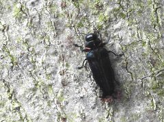 Actenodini