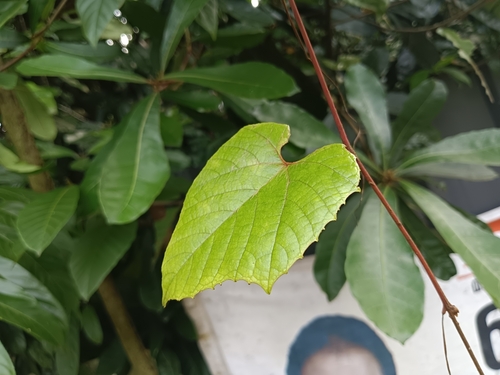 Image of Ampelocissus indica by (c) renjus box, some rights reserved (CC BY)