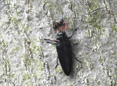Actenodini