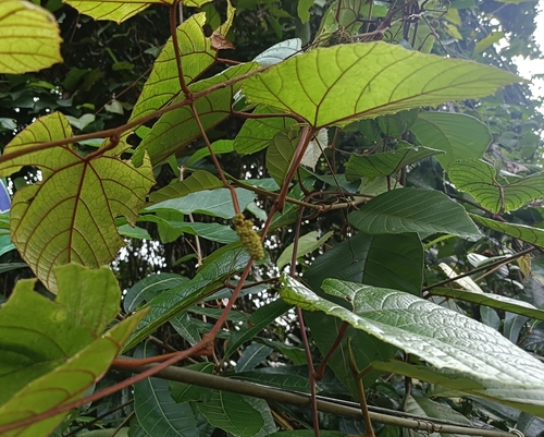 Image of Ampelocissus indica by (c) renjus box, some rights reserved (CC BY)