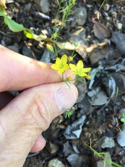 Hesperolinon breweri