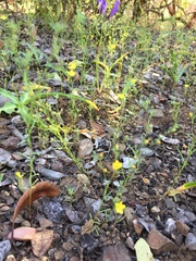 Hesperolinon breweri