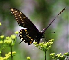 Papilio polyxenes