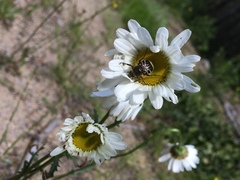 Trichiotinus assimilis