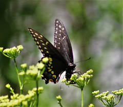 Papilio polyxenes