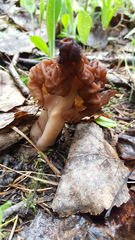 Gyromitra esculenta