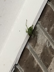 Paracyrtophyllus robustus