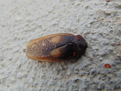 Homoeogamia mexicana