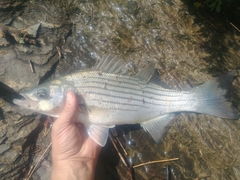 Morone chrysops × saxatilis