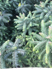 Ailanthus altissima