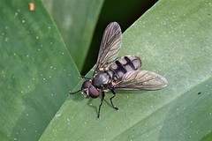 Portevinia maculata