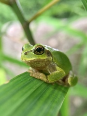 Hyla japonica