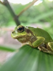 Hyla japonica