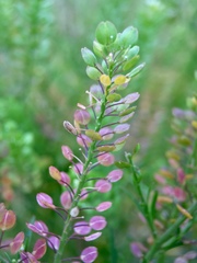 Lepidium virginicum
