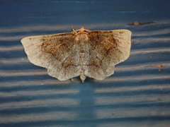 Metarranthis hypochraria