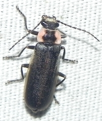 Podabrus brevicollis