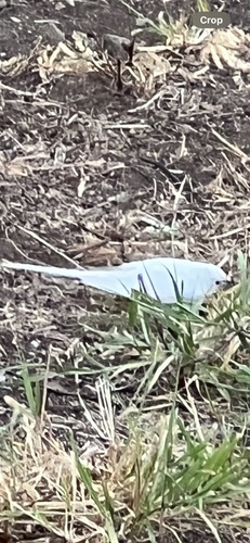 Melopsittacus undulatus, 2024-07-26