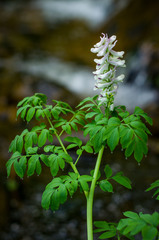 Corydalis caseana