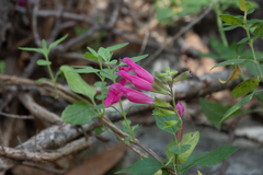 Salvia lemmonii