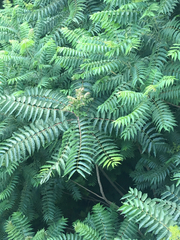 Ailanthus altissima