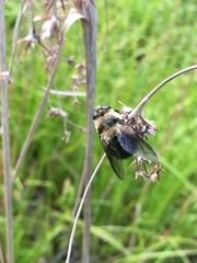 Cephenemyia