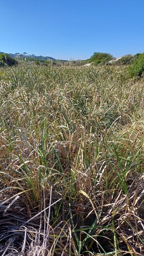 Cyperus byssaceus