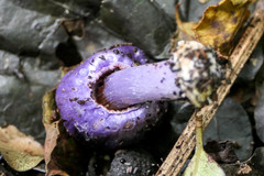 Cortinarius coneae