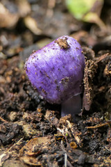 Cortinarius coneae